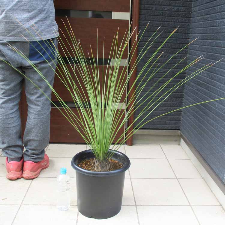 楽天市場】◇ダシリリオン クアドラングラツム 実生お任せ苗5号