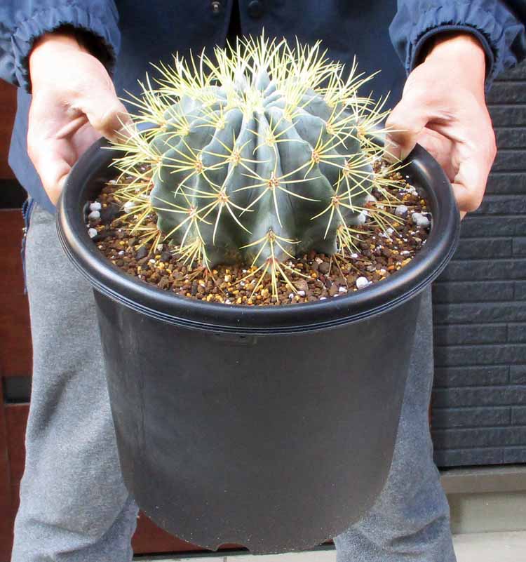 楽天市場】【現品・現物】サボテン・獅子王丸 サボテン・シシオウマル