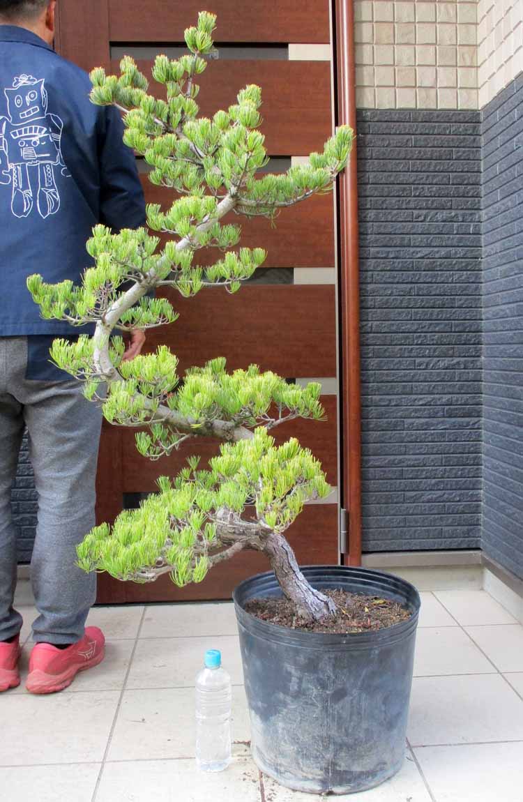 楽天市場】【現品・現物】黒松（くろまつ）（クロマツ）根巻 D2番 大型