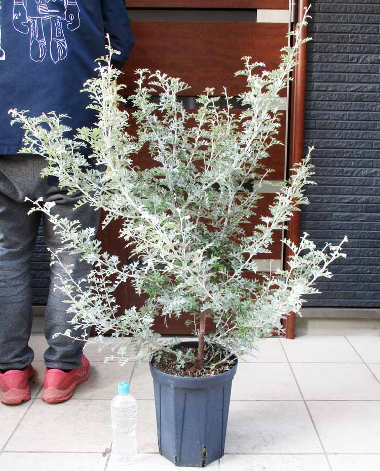 楽天市場】☆【現品・現物】ケラリア・ナマクエンシス 6号 : 松や