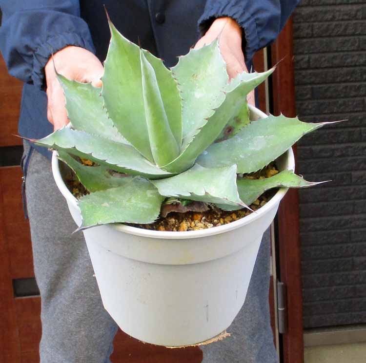 楽天市場】現品◇アガベ・オバティフォリア オルカ◇ベアルート苗