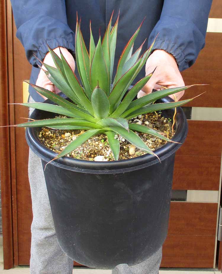 楽天市場】【現品・現物】アガベ・スノーグロー Agave hyb.'Snow Grow