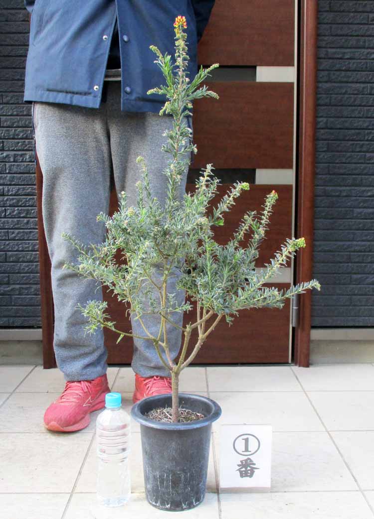 楽天市場】【現品・現物】グレビレア ガウディチャウディ 8号 2番