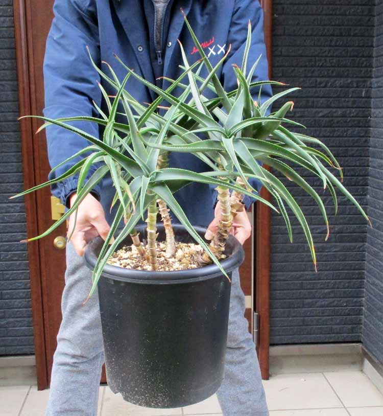 楽天市場】アロエ（ストリアツラ） 10号 ポット苗 1鉢 アロエストリア