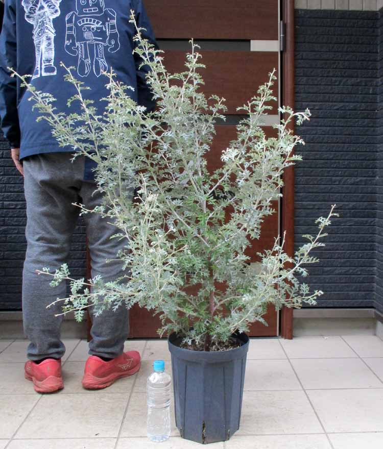 楽天市場】【現品・現物】矮性 キンポウジュ・カリステモン・リトル