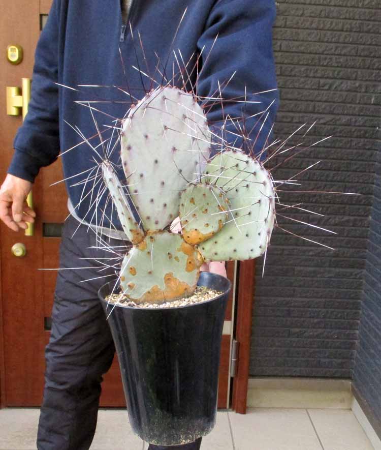 楽天市場】【現品・現物】団扇サボテン・バーバンク （バーバンク