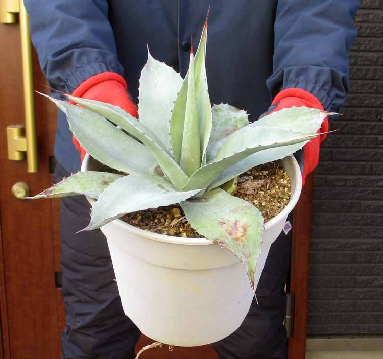 楽天市場】ロックガーデン・ドライガーデンにお勧め【現品・現物