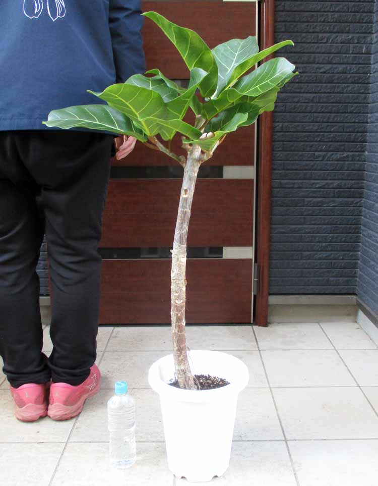 楽天市場】【現品・現物】ブリガミア・インシグニス Brighamia