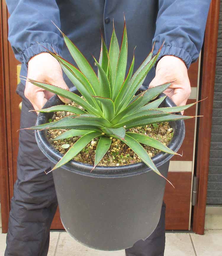 楽天市場】【現品・現物】アガベ・アテナータ ボーチンブルー 10号 R5