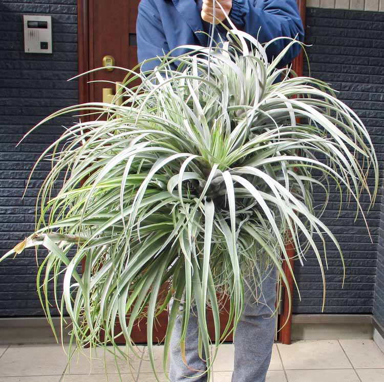 【現品・現物】多頭 着生植物 ティランジア ストリクタクランプ   ・  着生植物 チランジア ストリクタクランプ  エアープランツ ST番