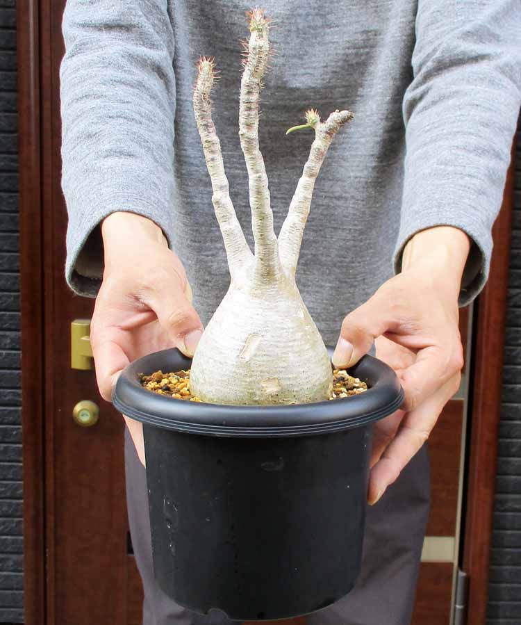 楽天市場】【現品・現物】ブリガミア・インシグニス Brighamia