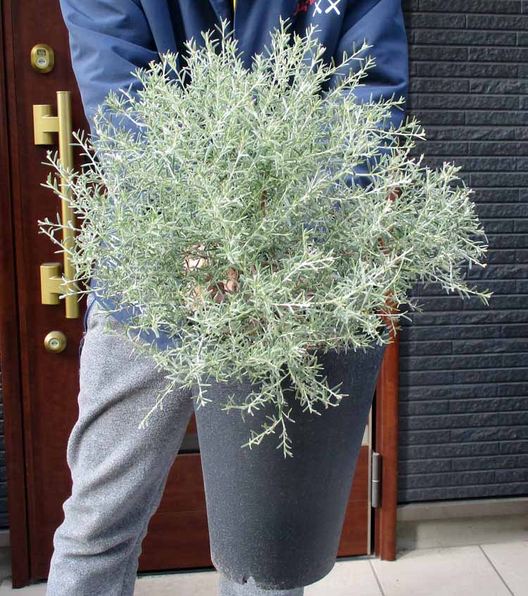 楽天市場】【現品】コルクの木 コルクガシ 樫の木（コルクガシ