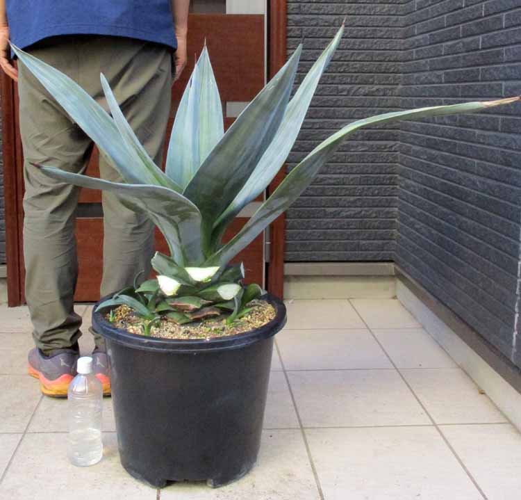 楽天市場】アガベ・ウエベリー（ウェベリー）Agave weberi. 別名