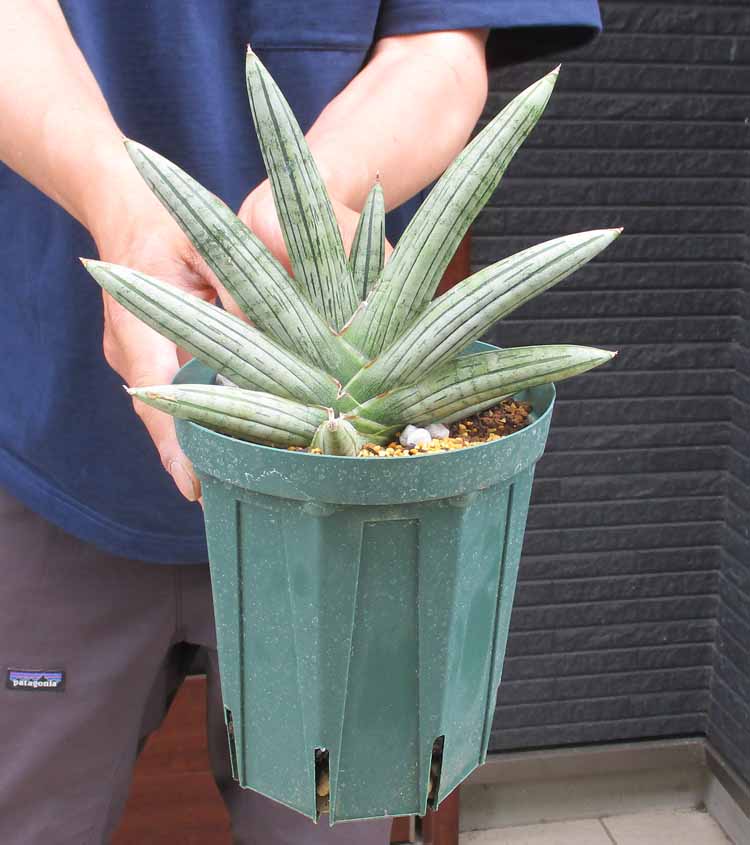 楽天市場】☆【現品・現物】サンスベリア・クレオパトラ 7号 な