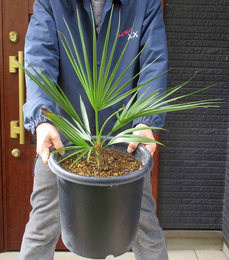 楽天市場】【現品発送】ナンノロプス アラビカシルバー（耐寒性椰子