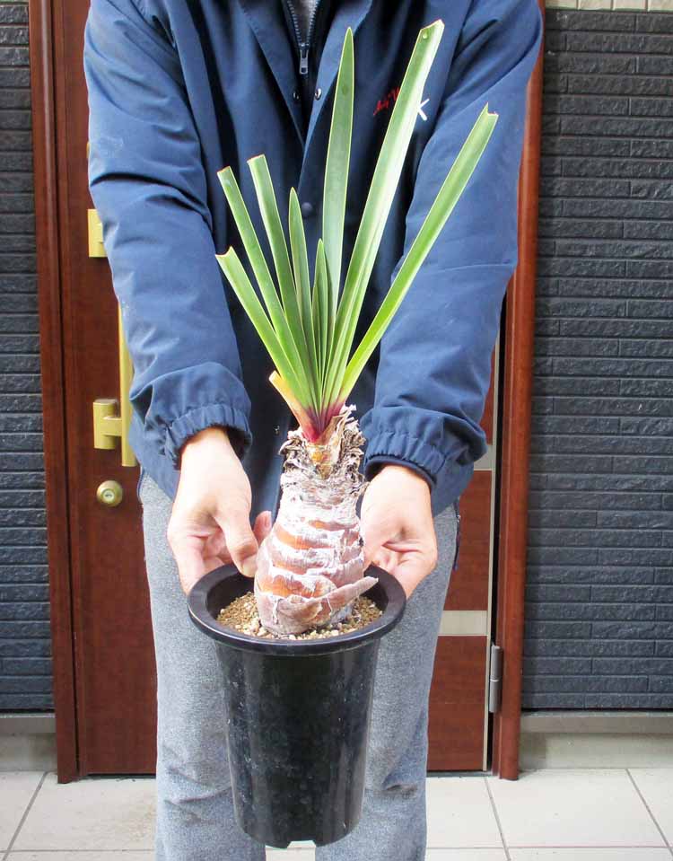 楽天市場】【現品・現物】ブリガミア・インシグニス Brighamia