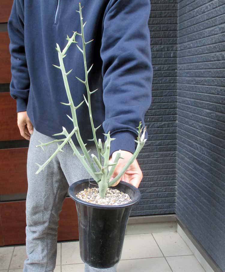 楽天市場】コーデックス：アデニア フルチコーサ*塊根幅5.5cm 現品