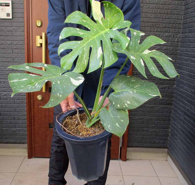 楽天市場】【現品・現物】モンステラ バリエガータ・モンステラ