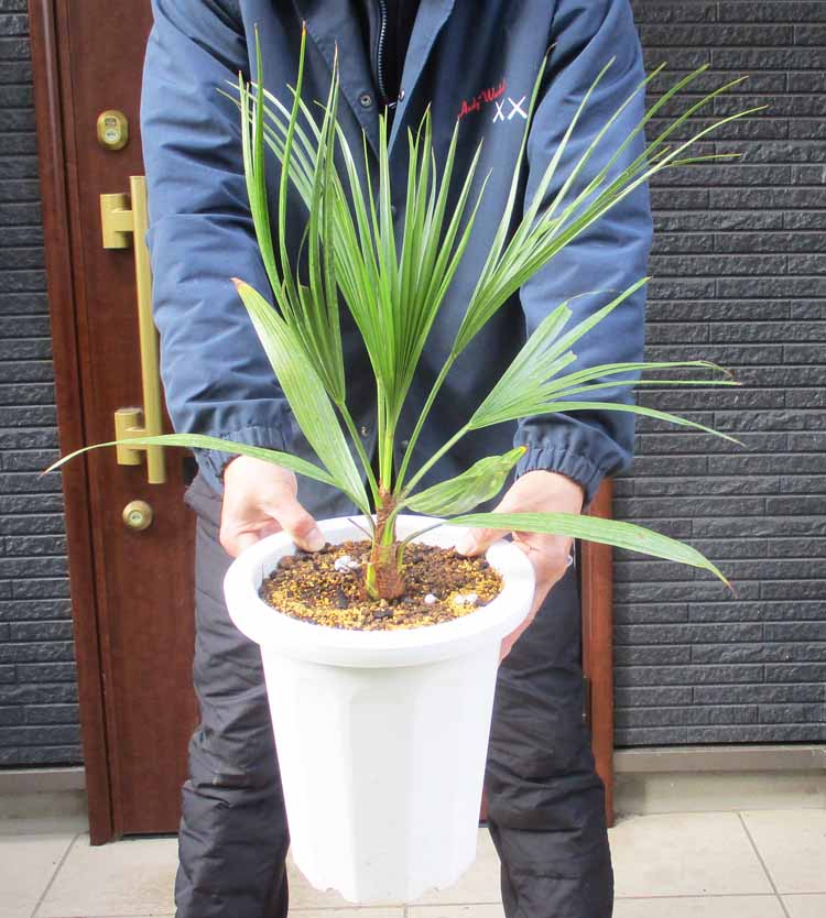 楽天市場】【現品発送】ブラヘア アルマータ 9号鉢植え【AK721