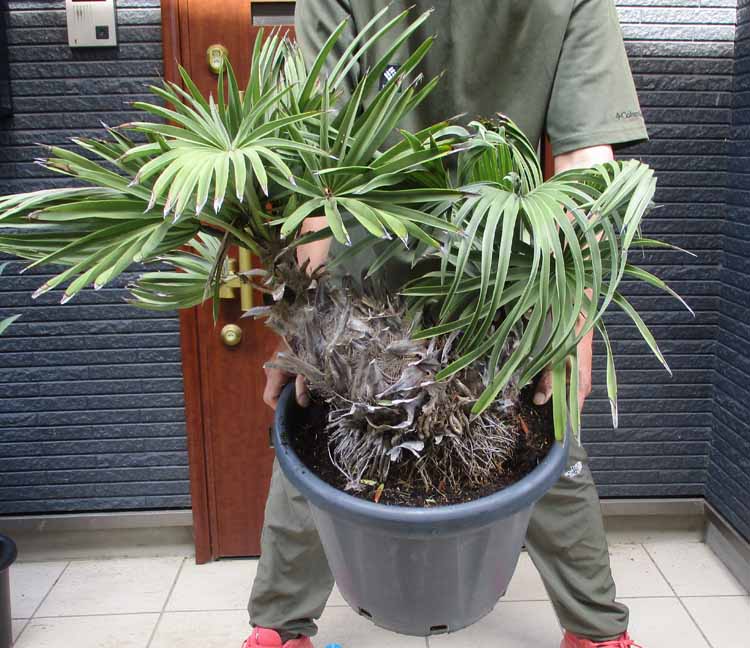 【現品・現物】Trithrinax campestris トリスリナックス カンペストリス さし引き４度まで耐える耐寒性の止ん事無いココ椰子です 室外管理すること 13号好いかげんに た３番 鍵を掛ける庭園 素っ気ない庭園に