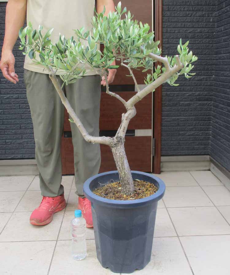 大型【現品】オリーブの木　品種名：レッチーノ、イタリア原産種　12号【盆栽・大型・路地うえ】H6番｜松や植物園　支店