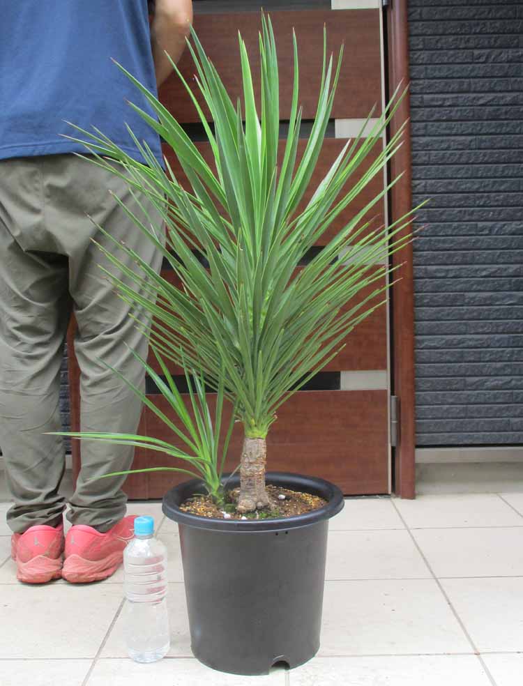 【現品・現物】豪雪地を除き露地植えできます！ ユッカ・アロイフォリア 9号 ス７番