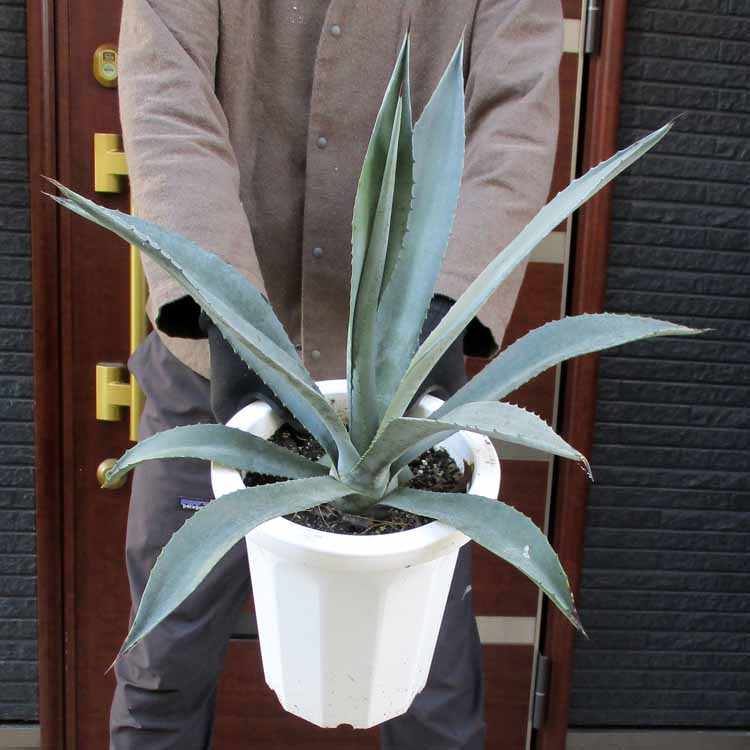 楽天市場】日時指定できません☆【現品・現物】アガベ・アオノ 