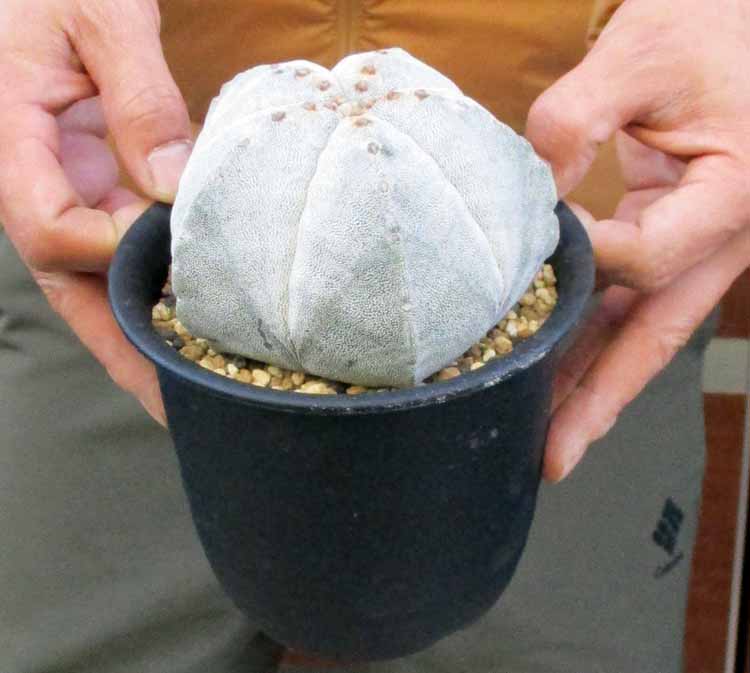 楽天市場】自根☆【現品・現物】コピアポア・モンタナ（Copiapoa