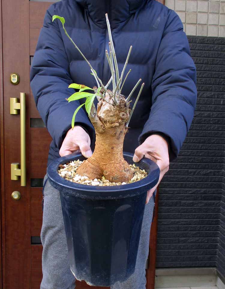 楽天市場】【現品】人気の塊根植物 キフォステンマ ベティフォルメ