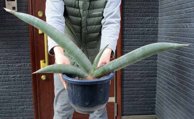 楽天市場】☆【現品・現物】サンスベリア・ ポーエリー( ポウェリー ポエリー パウエル ) Sansevieria powellii （サンセベリア）７号１番２番  : 松や植物園 楽天市場支店