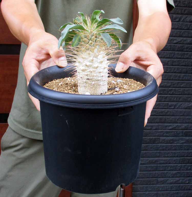 【現品】カリバナス・フーケリー（Calibanus hookeri）８号　Dけ番 楽天市場】発根確認済です 【現品】カリバナス・フーケリー