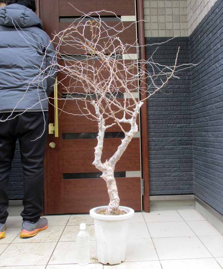 超絶希少❗️コーデックス❗️特大❗️アデニウム　アナコンダ✨ 楽天市場】【現品】アデニウム・アナコンダ 超大株 10号 J6番 : 松や