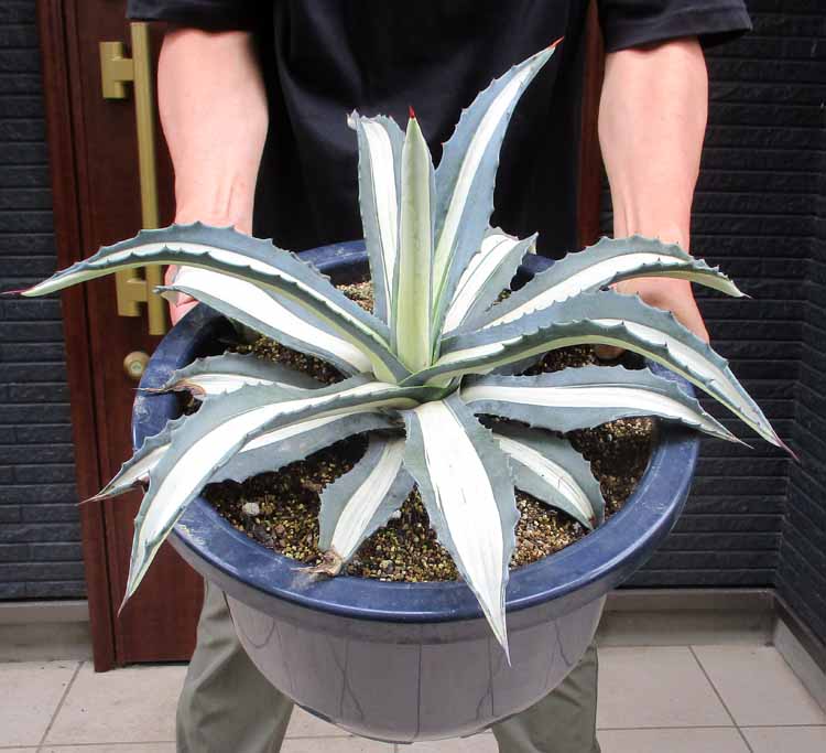 楽天市場】【現品・現物】大型！アガベアメリカーナ中斑