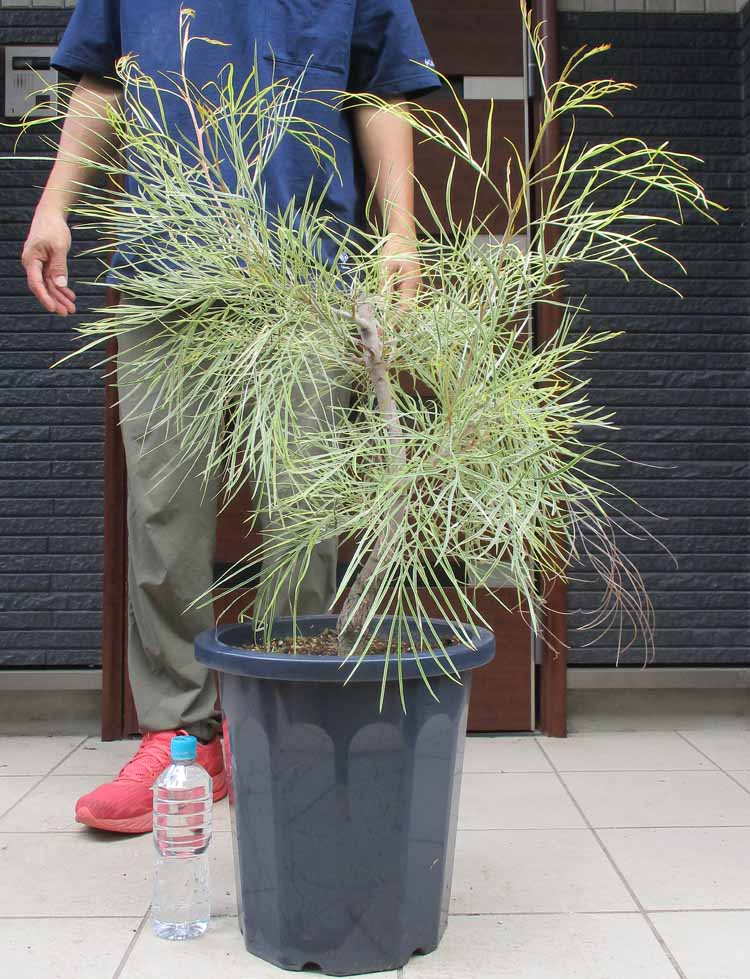 楽天市場】【現品・現物】ピニョン松・マルチネスピニョンマツ