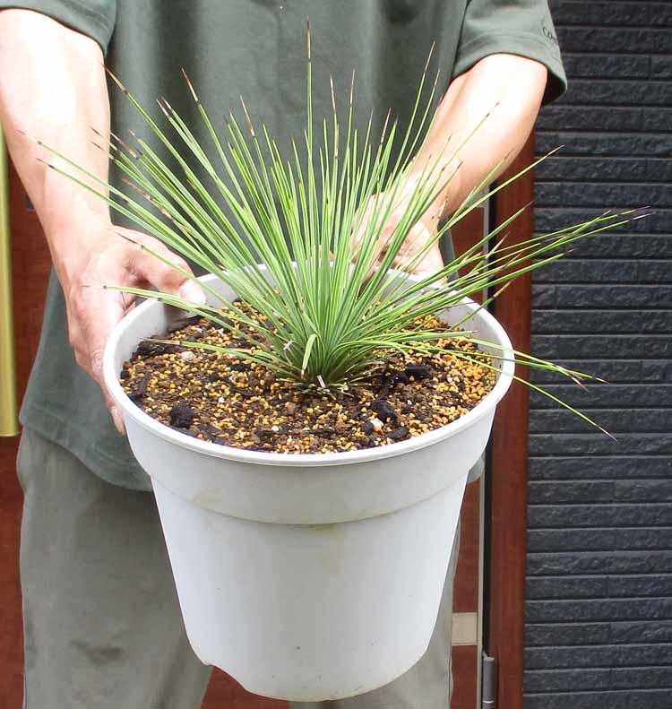 楽天市場】【現品・現物】ユッカ・リネアリフォリア - yucca