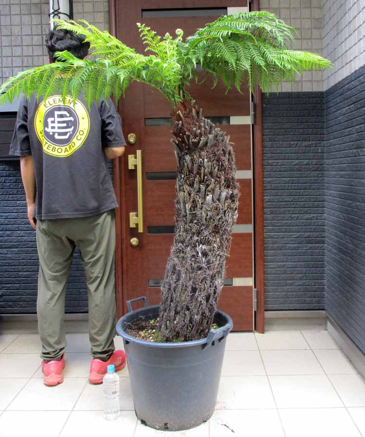 楽天市場】幹が大変太いです【現品・現物】通称：ブラックボーイ
