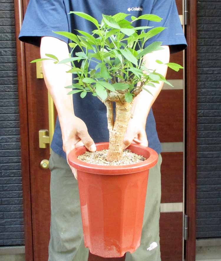 楽天市場】冬は落葉します。発根済【現品・現物】【盆栽