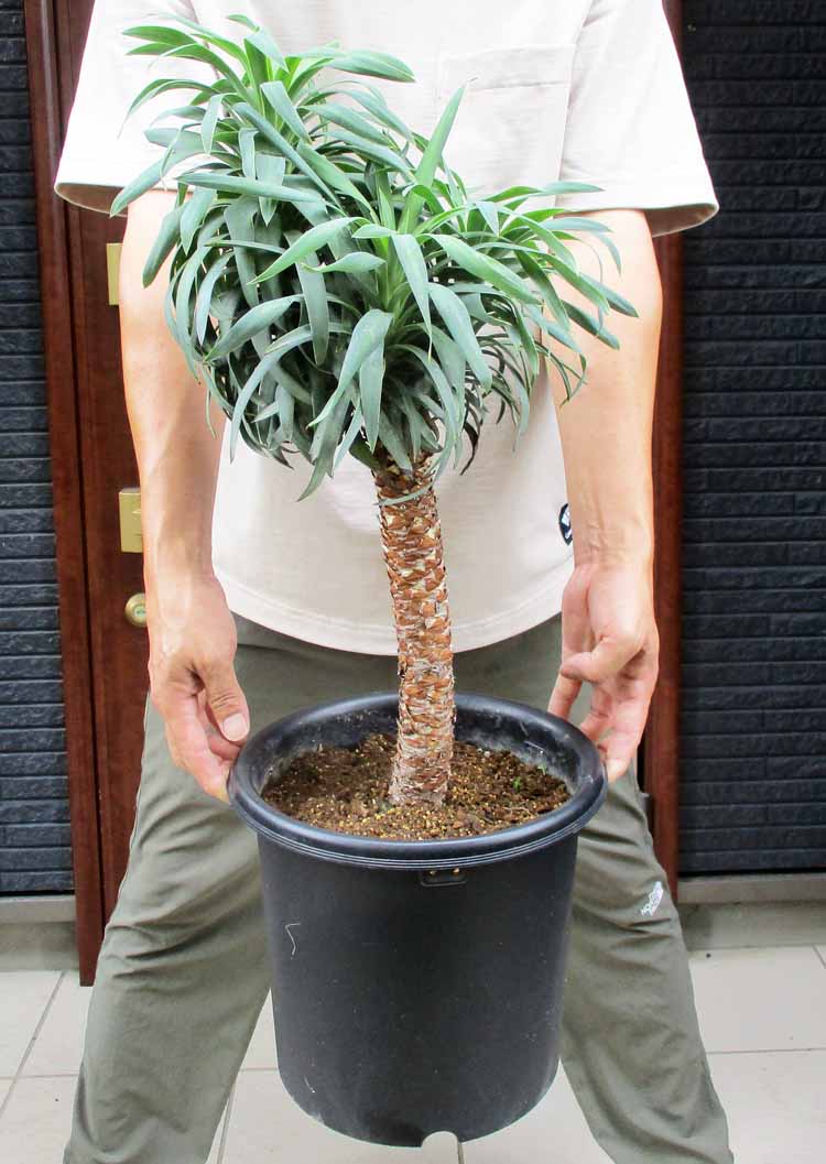 楽天市場】大株になるとマイナス5度程度まで耐えうる【現品