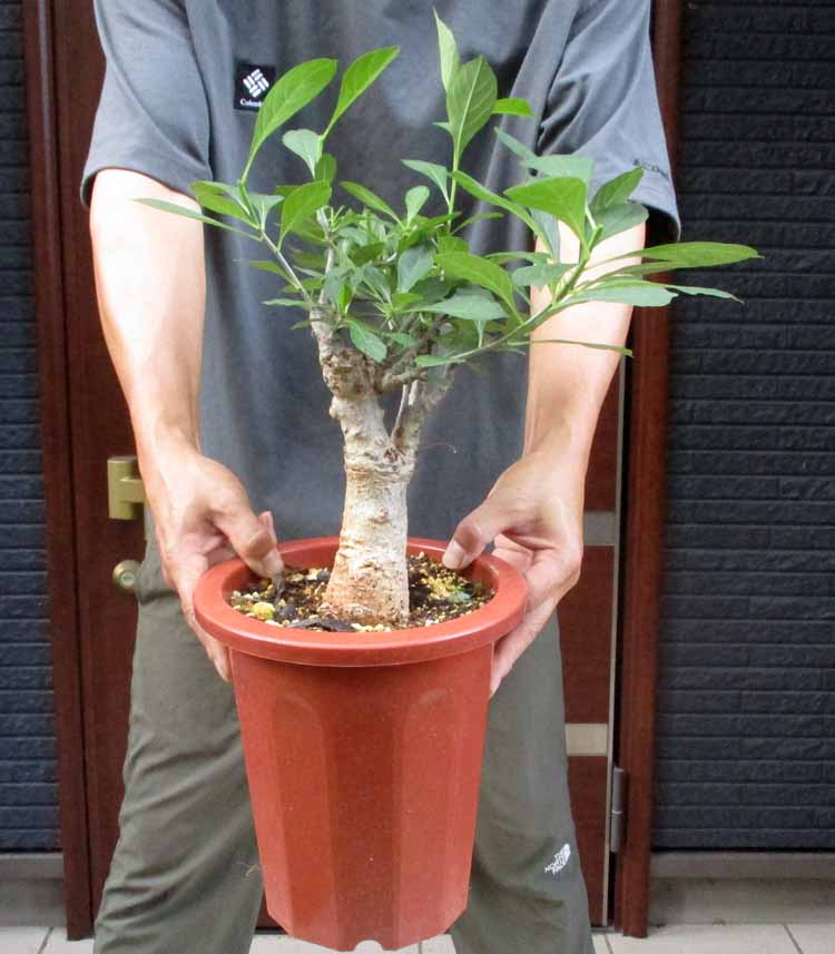 【現品】発根済　大株　バオバブの木　バオバブ・ディギタータ　7号鉢　AK番 現品】発根済 大株 バオバブの木 バオバブ・ディギタータ 7号鉢