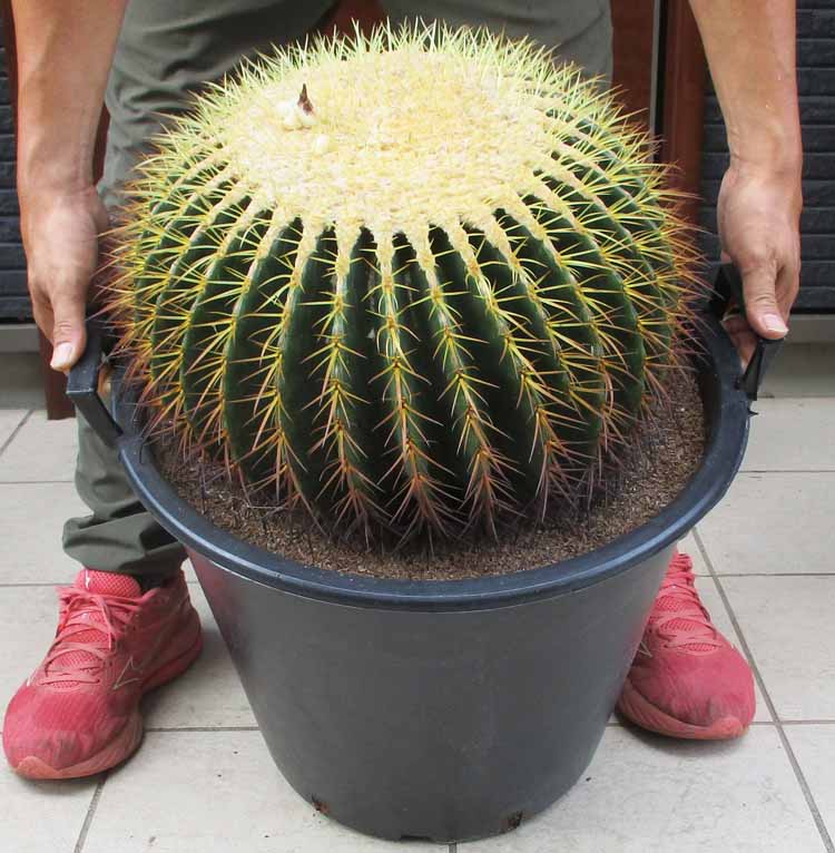 【現品】サボテン・キンシャチ　金鯱　10号　FW番 金鯱【キンシャチ】10号