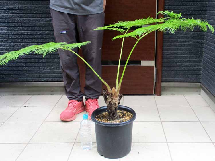 楽天市場】【現品・現物】ダシリリオン・ミキワネンシス 大株 12号 5F