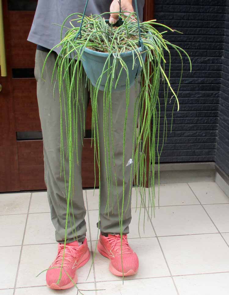 現品】エピフィルム・グアテマレンシス 7号 黒鉢 吊り下げ（1） 希少