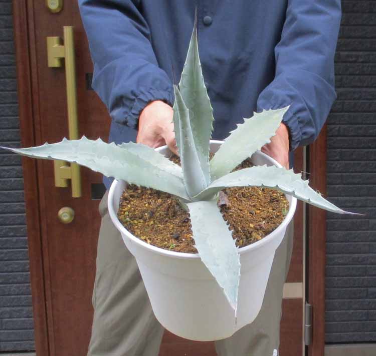 【現品】アガベ・スノーグロー　Agave hyb.' Grow'８号ま５ 楽天市場】【現品・現物】アガベ・スノーグロー Agave hyb.'Snow