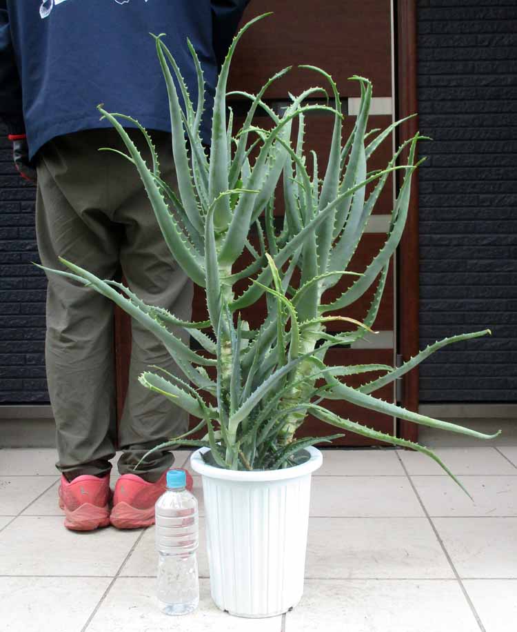 楽天市場】【現品・現物】渦巻きアロエ アロエ・ポリフェラ