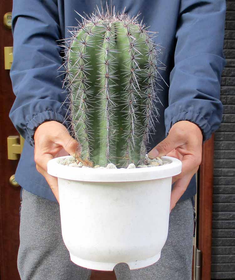 楽天市場】弁慶柱（ベンケイチュウ）サボテン 3号鉢植え 苗木 : 千草園芸