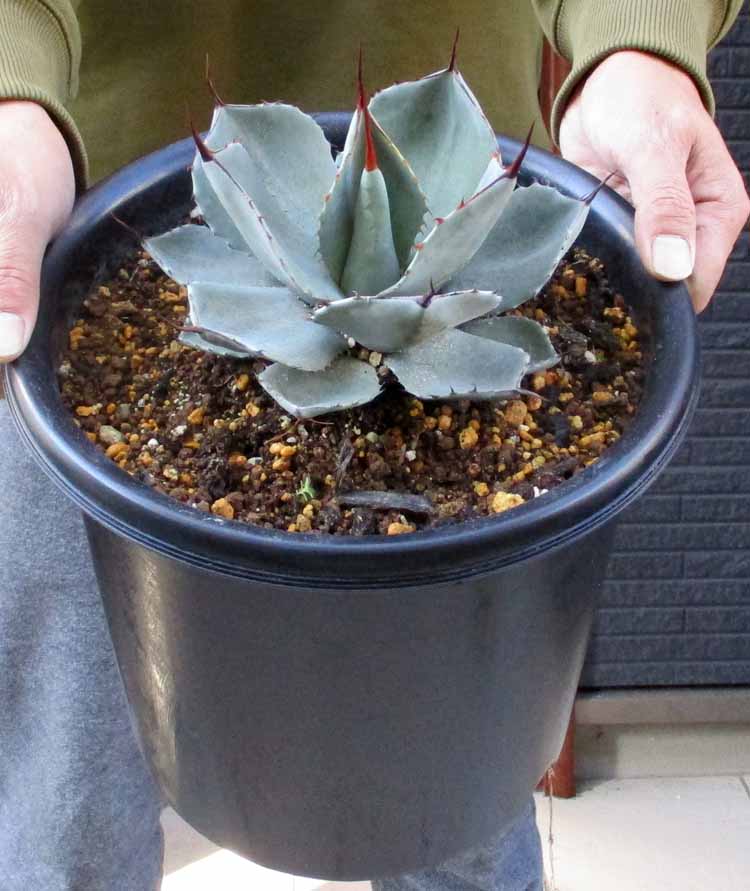 楽天市場】☆【現品・現物】アガベ・リトルシャーク 別名：アガベ