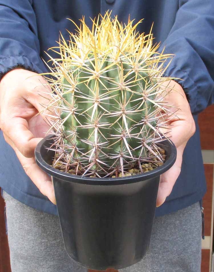 現品】サボテン・エリオシケ属 極光丸(キョッコウマル）接 5号 K4番