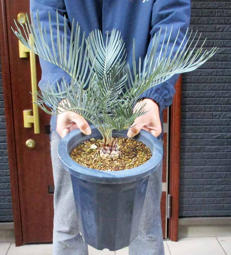 楽天市場】【現品・現物】入手困難株 超大株 サイカス・カイルンシアナ