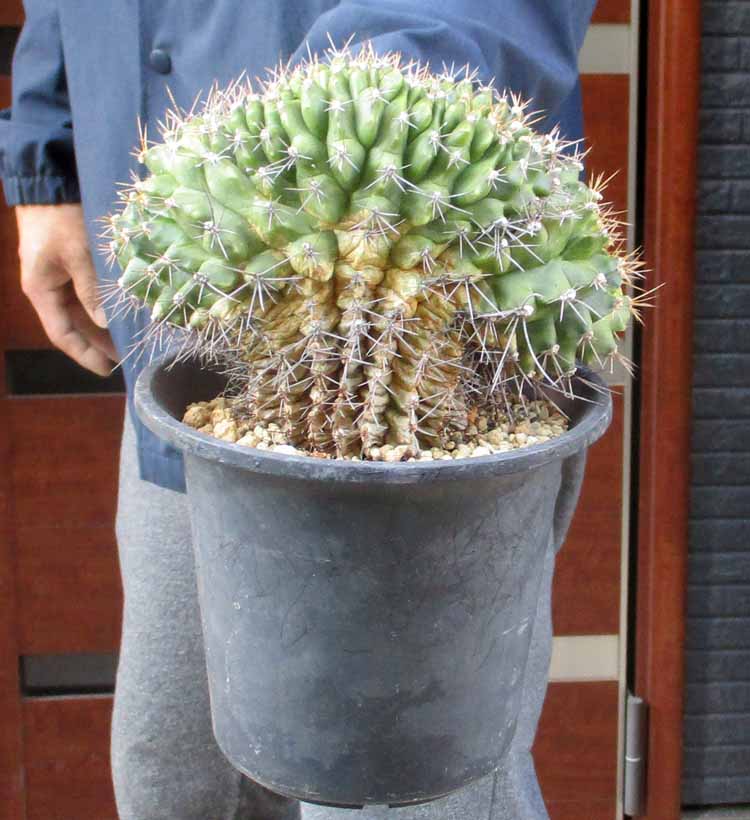 楽天市場】【現品・現物】ピニョン松・マルチネスピニョンマツ・ビッグ