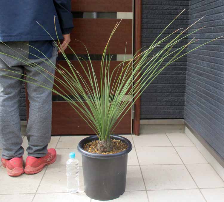 楽天市場】【現品・現物】ダシリリオン・ミキワネンシス 大株 12号 5F